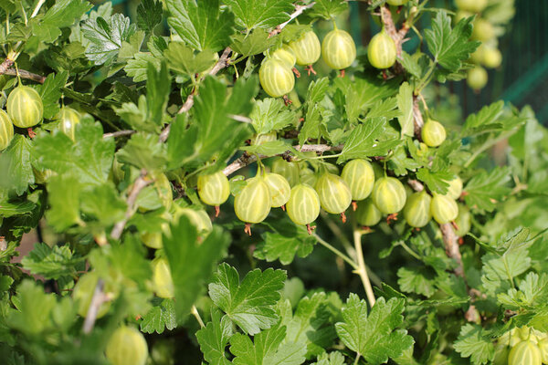 Gooseberry on branch, juicy large green berries tasty treat raw fresh food