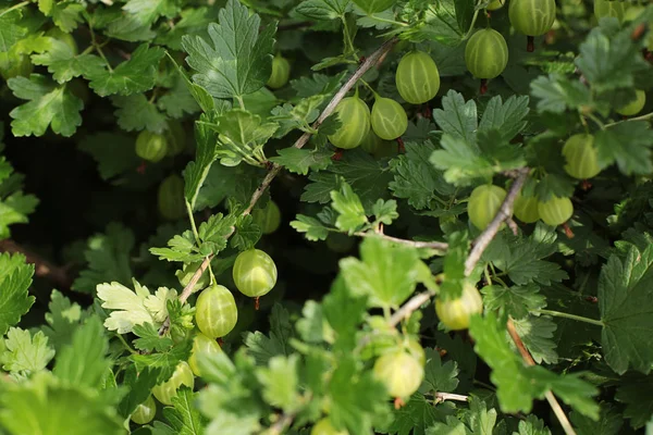 Grosella Rama Jugosas Bayas Verdes Grandes Sabroso Tratar Alimentos Frescos —  Fotos de Stock