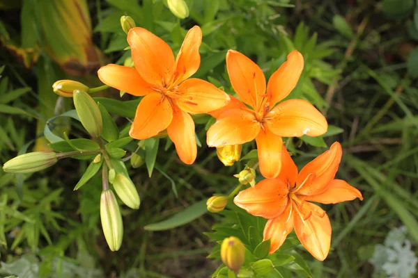 Laranja Lírios Flores Verão Florescer Jardim — Fotografia de Stock