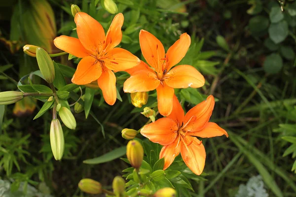 Оранжевые Лилии Летние Цветы Цветут Саду — стоковое фото