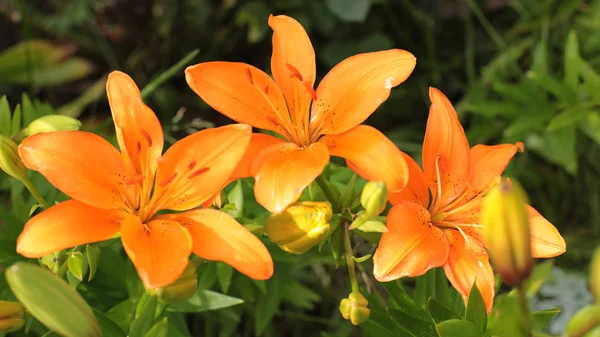 Оранжевые Лилии Летние Цветы Цветут Саду — стоковое фото