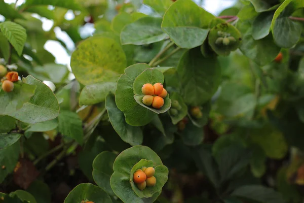 Madreselva Capricole Flores Verano Comestibles Tonos Naranja Brillante — Foto de Stock