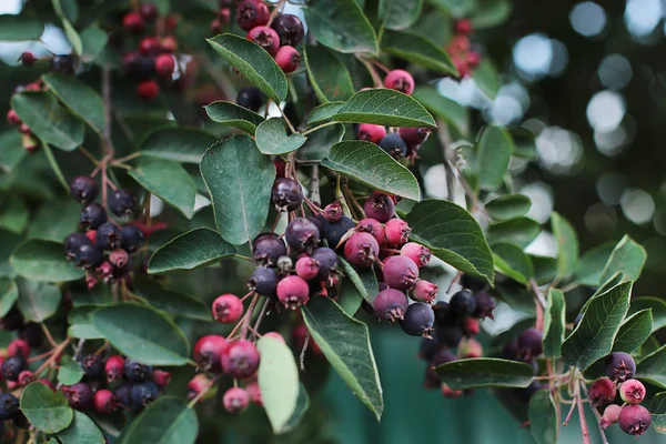 Dalda Berry shadberry, sulu büyük mor çilek lezzetli ham taze gıda tedavi