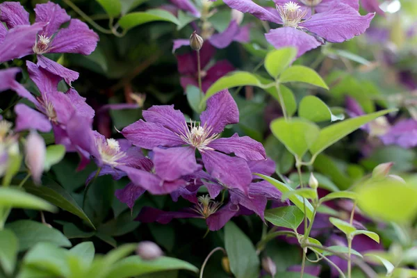 Фиолетовые Цветы Летние Цветы Яркие Оттенки Фуксии — стоковое фото