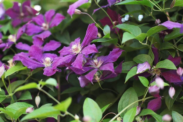 Фиолетовые Цветы Летние Цветы Яркие Оттенки Фуксии — стоковое фото