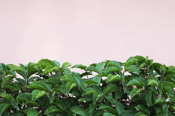 Fondo Rosa Planta Con Grandes Hojas Verdes Textura Interesante Sombra —  Fotos de Stock