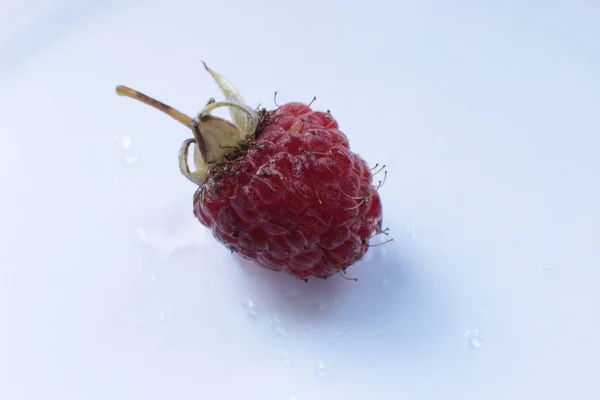 Uma Suculenta Fruta Madura Framboesa Macro Vista — Fotografia de Stock