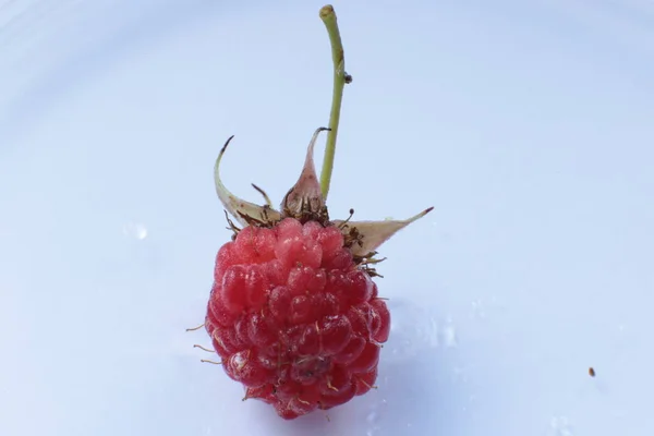 Uma Suculenta Fruta Madura Framboesa Macro Vista — Fotografia de Stock