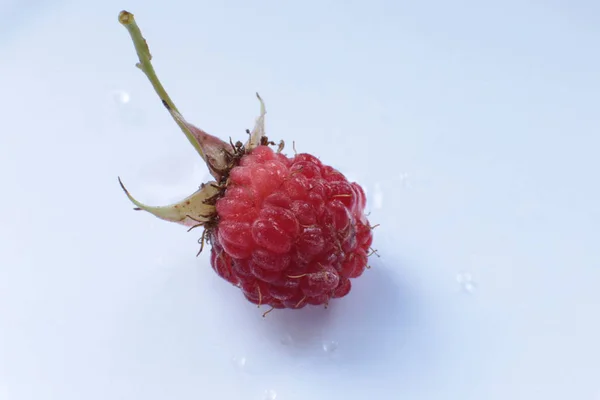 Jeden Soczysty Dojrzały Berry Malina Makro Widok — Zdjęcie stockowe