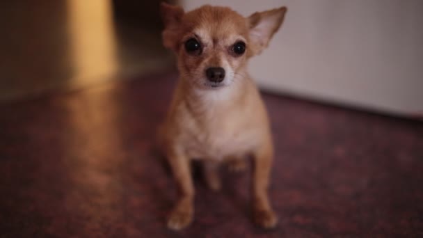 Roter Chihuahua Hund Ruht Hause — Stockvideo