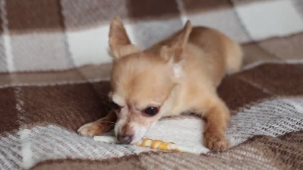 赤い犬チワワはソファの上に横たわって骨をかむ — ストック動画