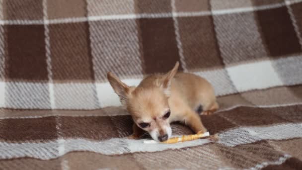 Kırmızı Köpek Chihuahua Kanepede Yatan Bir Kemik Kemiriyor — Stok video