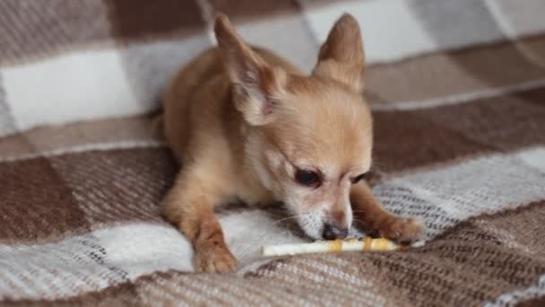 Red Dog Chihuahua Gnaws Bone Lying Couch — Stock Video