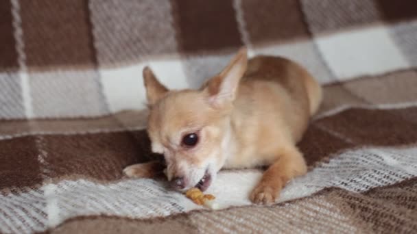 赤い犬チワワはソファの上に横たわって骨をかむ — ストック動画