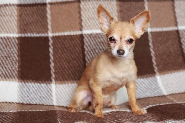 Kızıl saçlı kısa saçlı köpek Chihuahua yatıyor ve kahverengi bir halı üzerinde oturur