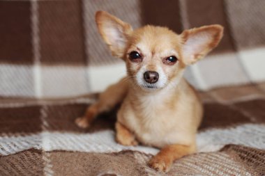 Kızıl saçlı kısa saçlı köpek Chihuahua yatıyor ve kahverengi bir halı üzerinde oturur