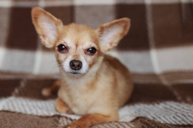 Kızıl saçlı kısa saçlı köpek Chihuahua yatıyor ve kahverengi bir halı üzerinde oturur