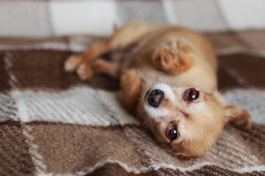 Kızıl saçlı kısa saçlı köpek Chihuahua yatıyor ve kahverengi bir halı üzerinde oturur