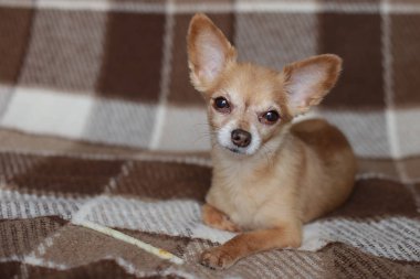 Kızıl saçlı kısa saçlı köpek Chihuahua yatıyor ve kahverengi bir halı üzerinde oturur