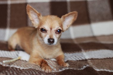 Kızıl saçlı kısa saçlı köpek Chihuahua yatıyor ve kahverengi bir halı üzerinde oturur