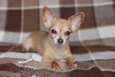 Kızıl saçlı kısa saçlı köpek Chihuahua yatıyor ve kahverengi bir halı üzerinde oturur