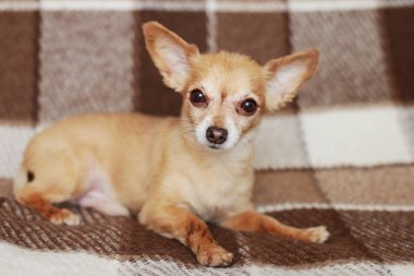 Kızıl saçlı kısa saçlı köpek Chihuahua yatıyor ve kahverengi bir halı üzerinde oturur