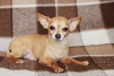 Kızıl saçlı kısa saçlı köpek Chihuahua yatıyor ve kahverengi bir halı üzerinde oturur