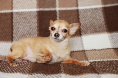 Kızıl saçlı kısa saçlı köpek Chihuahua yatıyor ve kahverengi bir halı üzerinde oturur