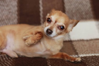 Kızıl saçlı kısa saçlı köpek Chihuahua yatıyor ve kahverengi bir halı üzerinde oturur