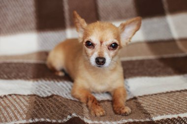 Kızıl saçlı kısa saçlı köpek Chihuahua yatıyor ve kahverengi bir halı üzerinde oturur