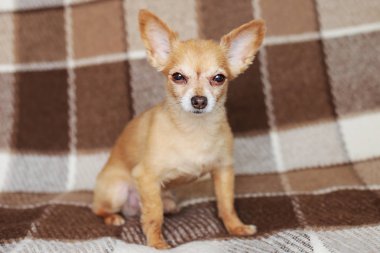 Kızıl saçlı kısa saçlı köpek Chihuahua yatıyor ve kahverengi bir halı üzerinde oturur