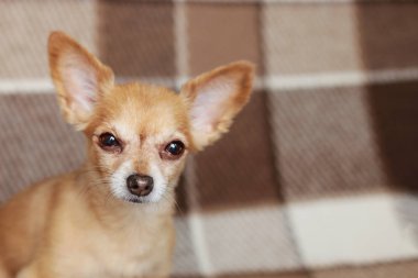 Kızıl saçlı kısa saçlı köpek Chihuahua yatıyor ve kahverengi bir halı üzerinde oturur