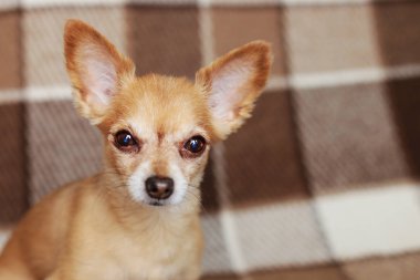 Kızıl saçlı kısa saçlı köpek Chihuahua yatıyor ve kahverengi bir halı üzerinde oturur