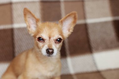 Kızıl saçlı kısa saçlı köpek Chihuahua yatıyor ve kahverengi bir halı üzerinde oturur