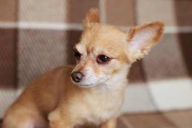 Kızıl saçlı kısa saçlı köpek Chihuahua yatıyor ve kahverengi bir halı üzerinde oturur