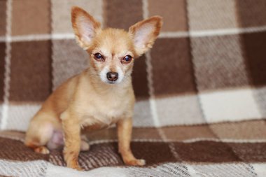 Kızıl saçlı kısa saçlı köpek Chihuahua yatıyor ve kahverengi bir halı üzerinde oturur