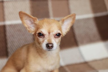 Kızıl saçlı kısa saçlı köpek Chihuahua yatıyor ve kahverengi bir halı üzerinde oturur