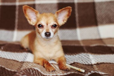Kızıl saçlı kısa saçlı köpek Chihuahua yatıyor ve kahverengi bir halı üzerinde oturur