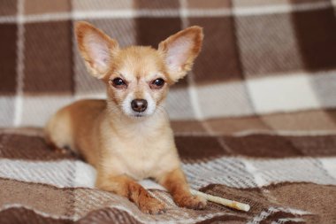 Kızıl saçlı kısa saçlı köpek Chihuahua yatıyor ve kahverengi bir halı üzerinde oturur