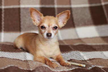 Kızıl saçlı kısa saçlı köpek Chihuahua yatıyor ve kahverengi bir halı üzerinde oturur