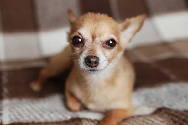 Perro Pelo Corto Pelo Rojo Chihuahua Miente Sienta Una Alfombra —  Fotos de Stock