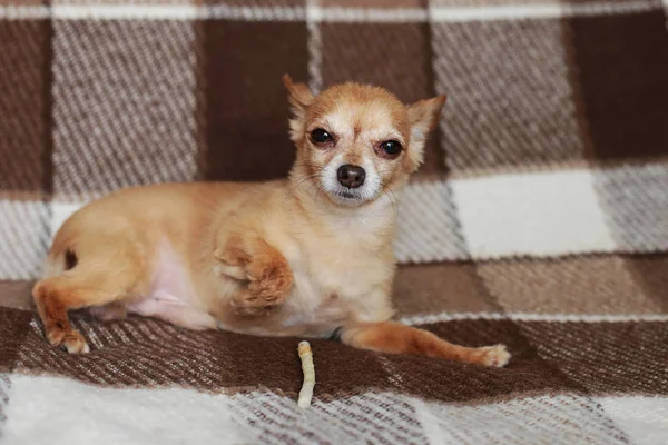 Roodharige Korte Haired Hond Chihuahua Ligt Zit Een Bruin Tapijt — Stockfoto