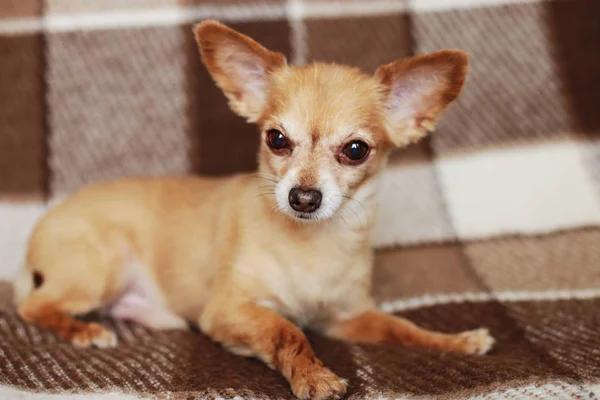 Red-haired short-haired dog Chihuahua lies and sits on a brown rug