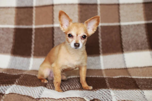 Roodharige Korte Haired Hond Chihuahua Ligt Zit Een Bruin Tapijt — Stockfoto