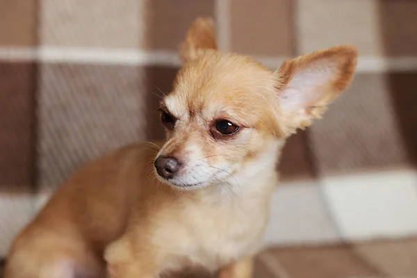 Red-haired short-haired dog Chihuahua lies and sits on a brown rug