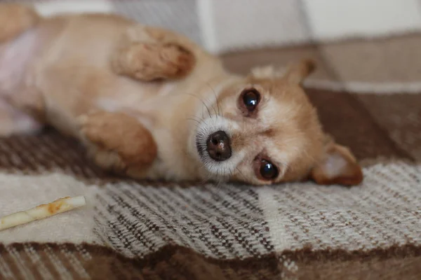 Рыжая Короткошерстная Собака Чихуахуа Лежит Сидит Коричневом Ковре — стоковое фото