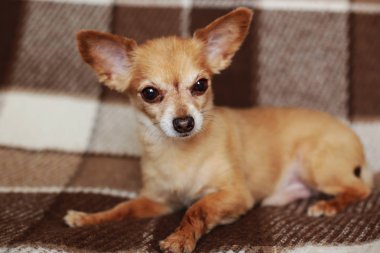 kısa saçlı köpek kablo kırmızı saçlı Chihuahua yatıyor ve kahverengi bir ekose üzerinde oturur