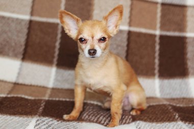 kısa saçlı köpek kablo kırmızı saçlı Chihuahua yatıyor ve kahverengi bir ekose üzerinde oturur