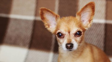 kısa saçlı köpek kablo kırmızı saçlı Chihuahua yatıyor ve kahverengi bir ekose üzerinde oturur