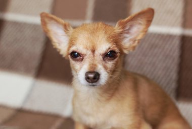 kısa saçlı köpek kablo kırmızı saçlı Chihuahua yatıyor ve kahverengi bir ekose üzerinde oturur